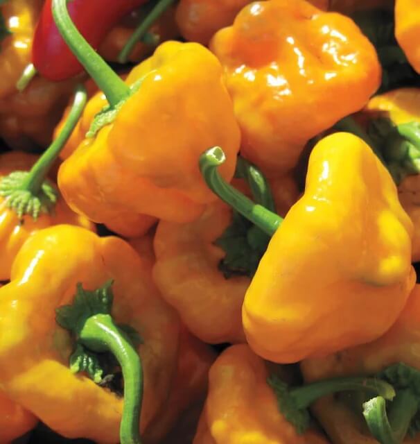 Pepper Seeds - Jamaican Scotch Bonnet