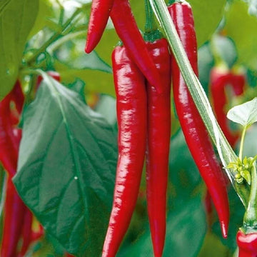 Pepper Seeds - Long Red Hot Chili