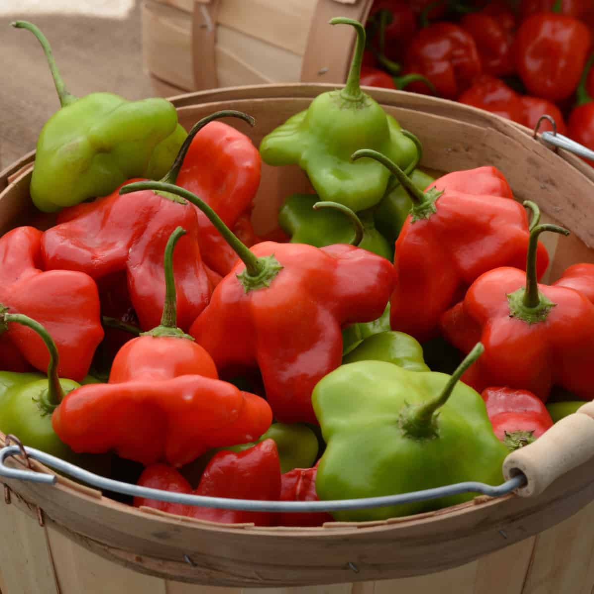 Pepper Seeds - Mad Hatter