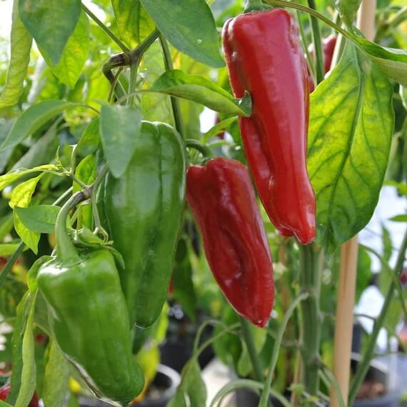  Pepper Seeds - Marconi