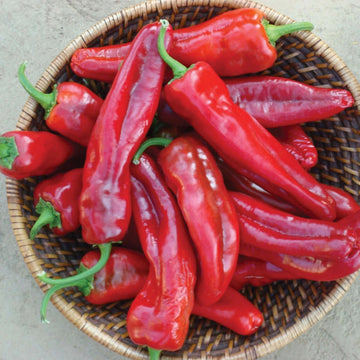  Pepper Seeds - Marconi