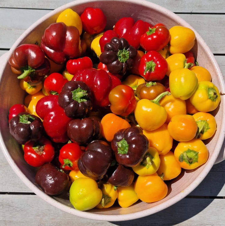 Pepper Seeds - Mini