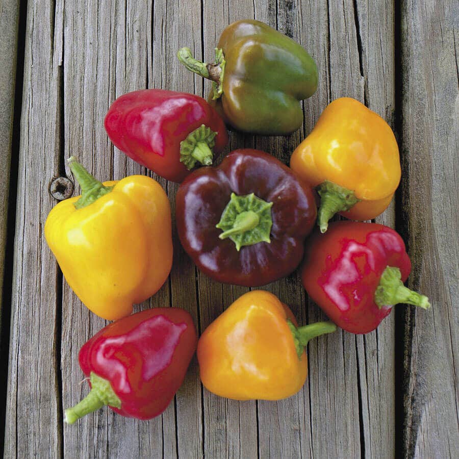 Pepper Seeds - Mini