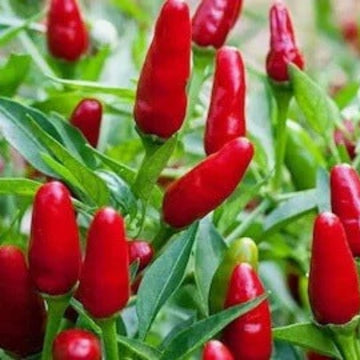  Pepper Seeds - Pequin Bird