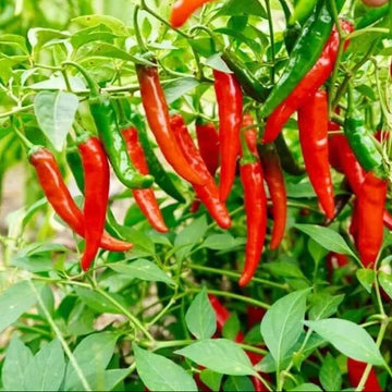  Pepper Seeds - Red Chili Will