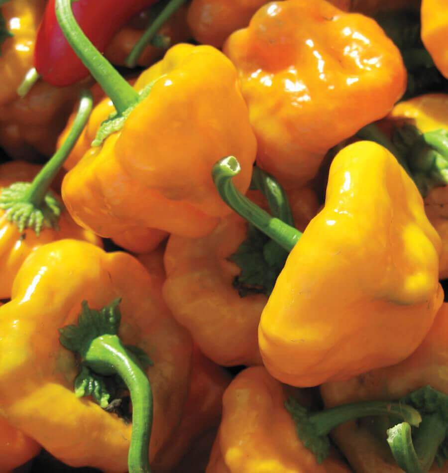 Pepper Seeds - Scotch Bonnet