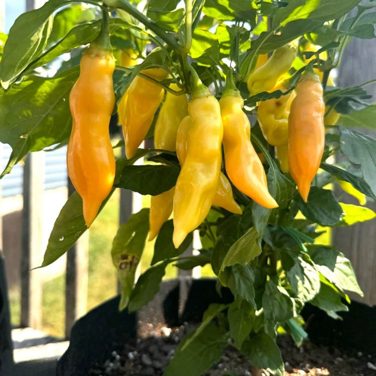  Pepper Seeds - Sugar Rush Peach