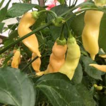  Pepper Seeds - Sugar Rush Peach