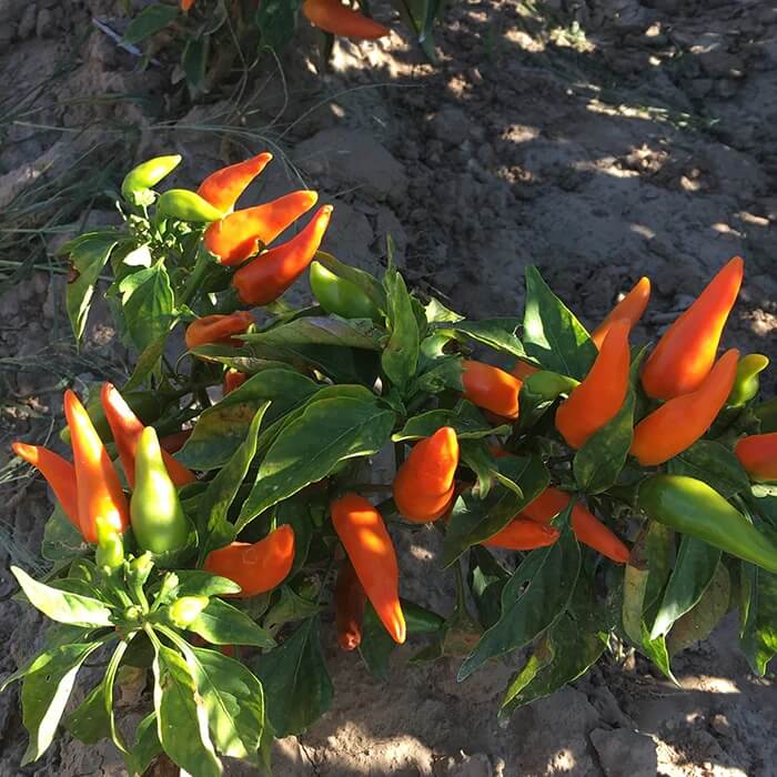 Pepper Seeds - Sweet Bulgarian