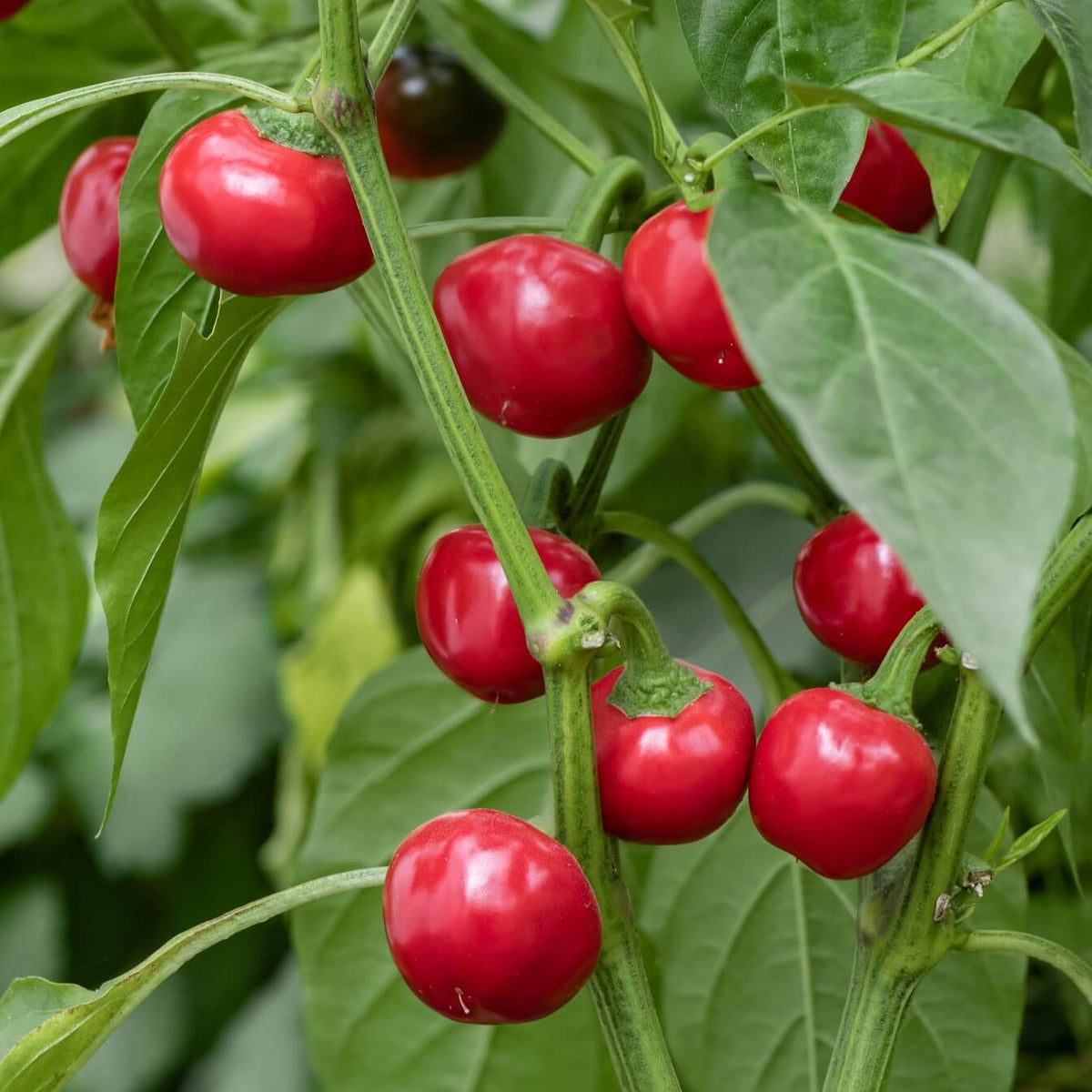 Pepper Seeds - Sweet Cherry 