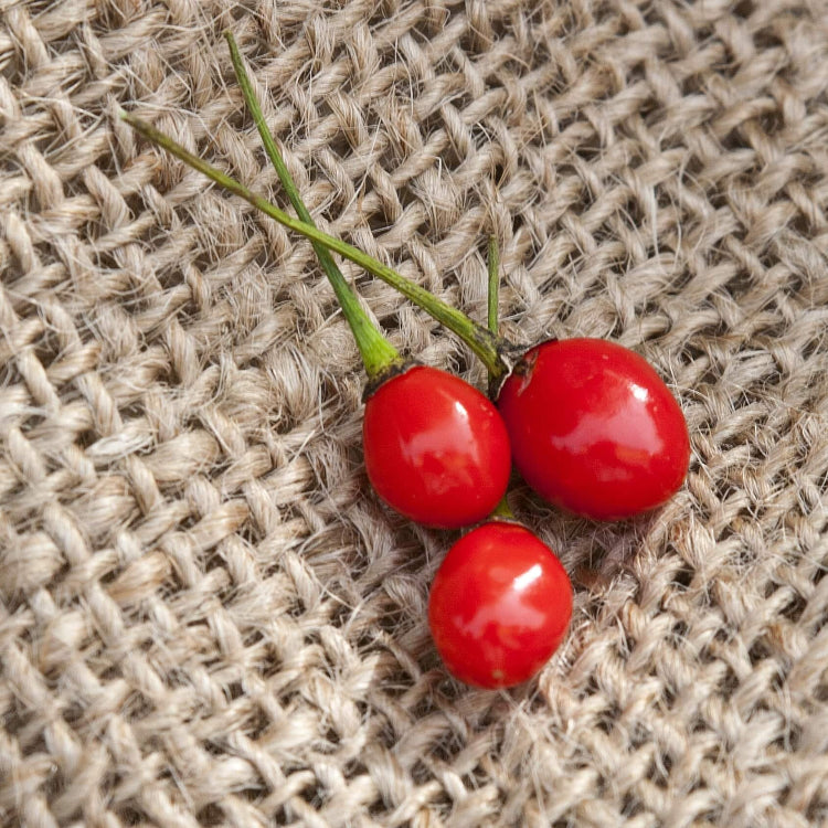 Pepper Seeds - Texas Chiltepin 