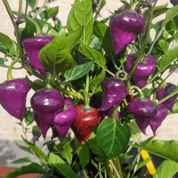  Pepper Seeds - UFO