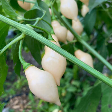 Pepper Seeds - White