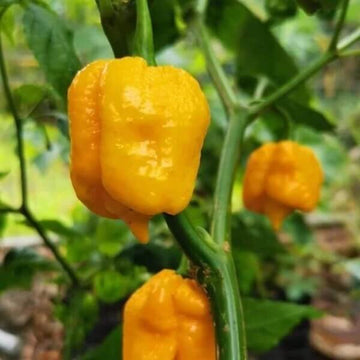  Pepper Seeds - Yellow Brain Strain