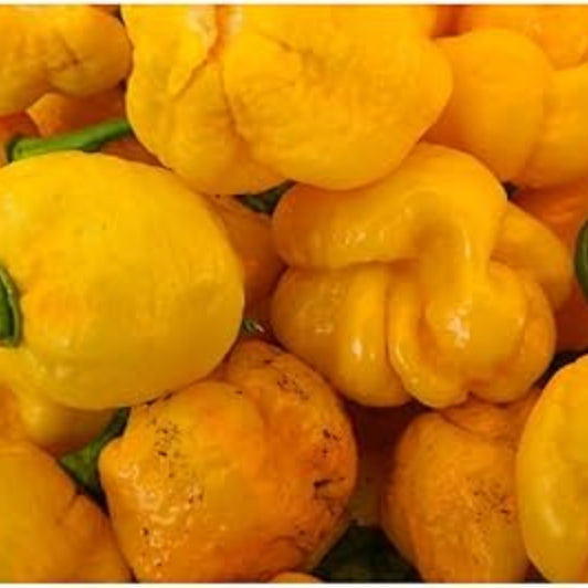  Pepper Seeds - Yellow Brain Strain