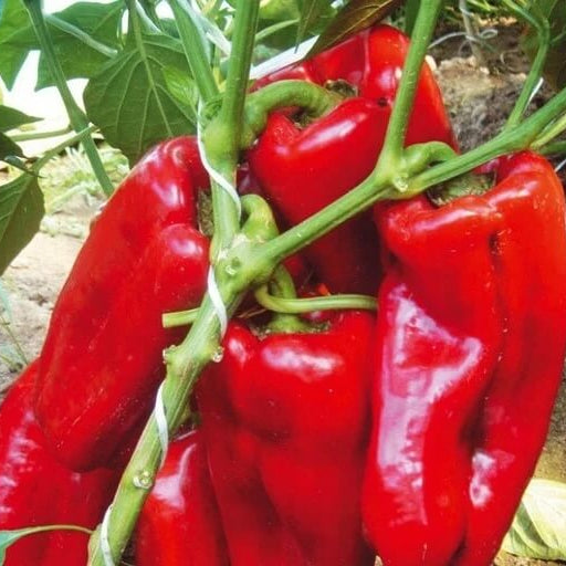 Pepper Seeds - Giant