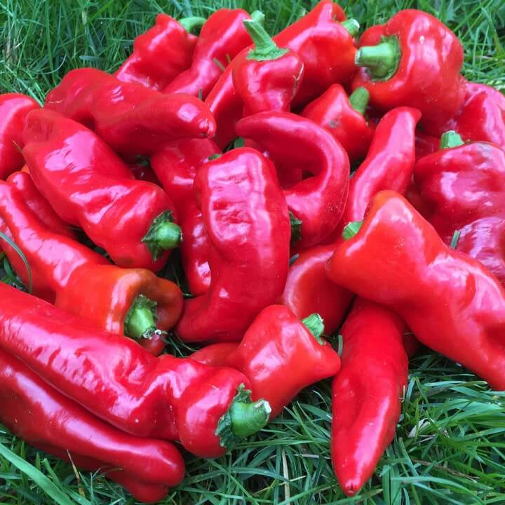 Pepper Seeds – Melrose