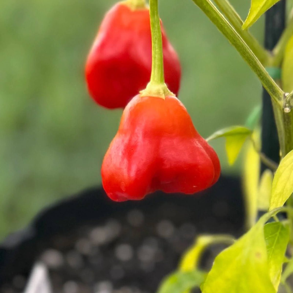 Pepper Seeds – Mushroom Cap 