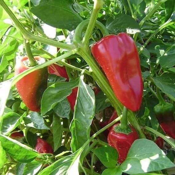 Pepper Seeds – Piquillo