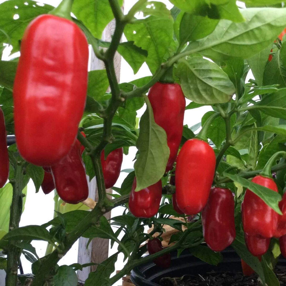 Pepper Seeds – Zavory