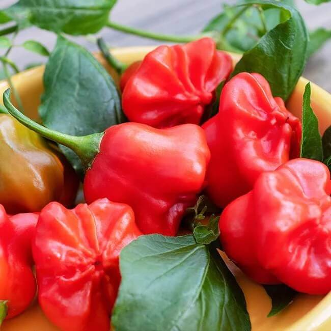 Pepper Seeds - Mad Hatter