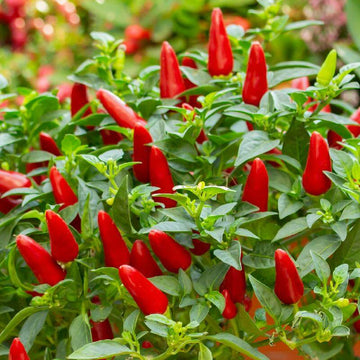  Pepper Seeds - Ree Chilies