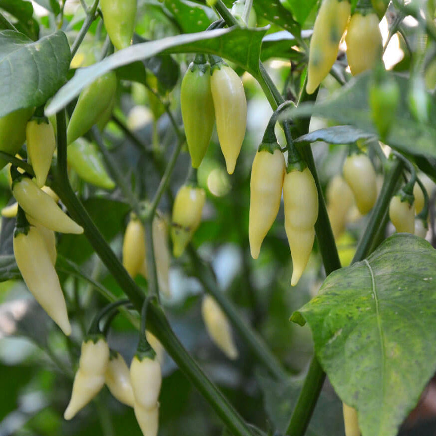 Pepper Seeds - White
