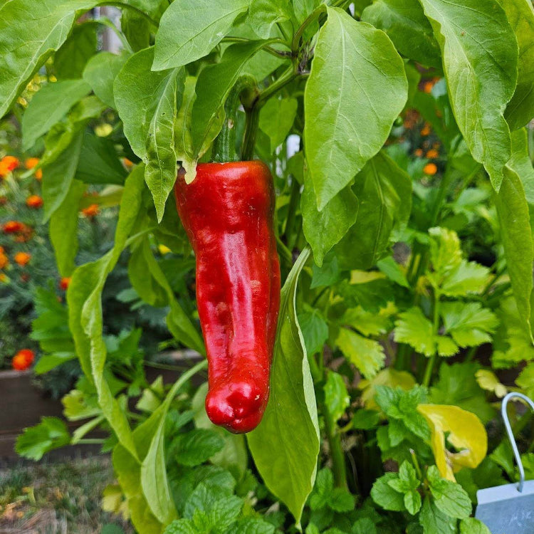  Pepper Seeds – Aleppo