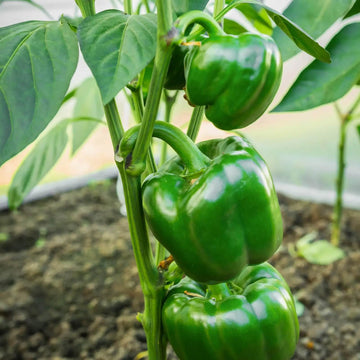 Pepper Seeds – Green Plaza