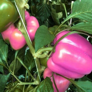  Pepper Seeds – Pink