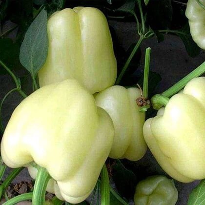 Pepper Seeds – Spicy