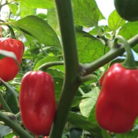 Pepper Seeds – Zavory