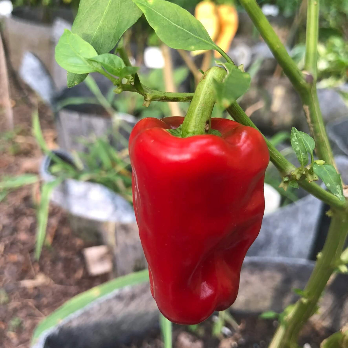  Pepper Seeds – Aleppo