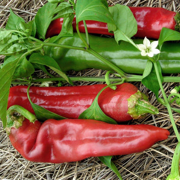 Pepper Seeds – Big Jim 