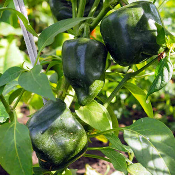 Pepper Seeds – Chilhuacle