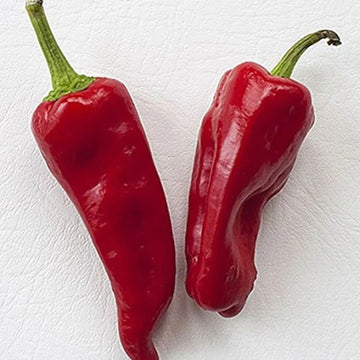 Pepper Seeds – Gernika