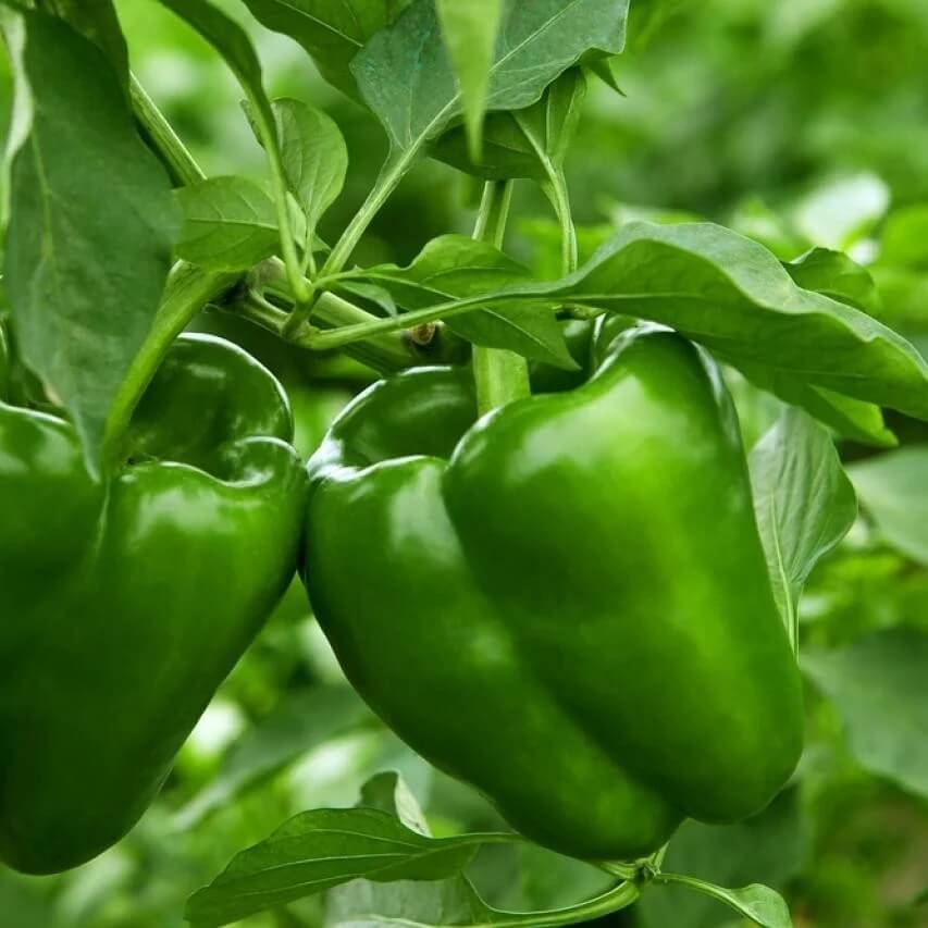Pepper Seeds – Green Plaza