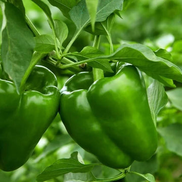 Pepper Seeds – Green Plaza