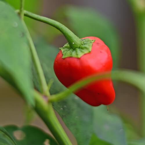 Pepper Seeds – Leutschauer