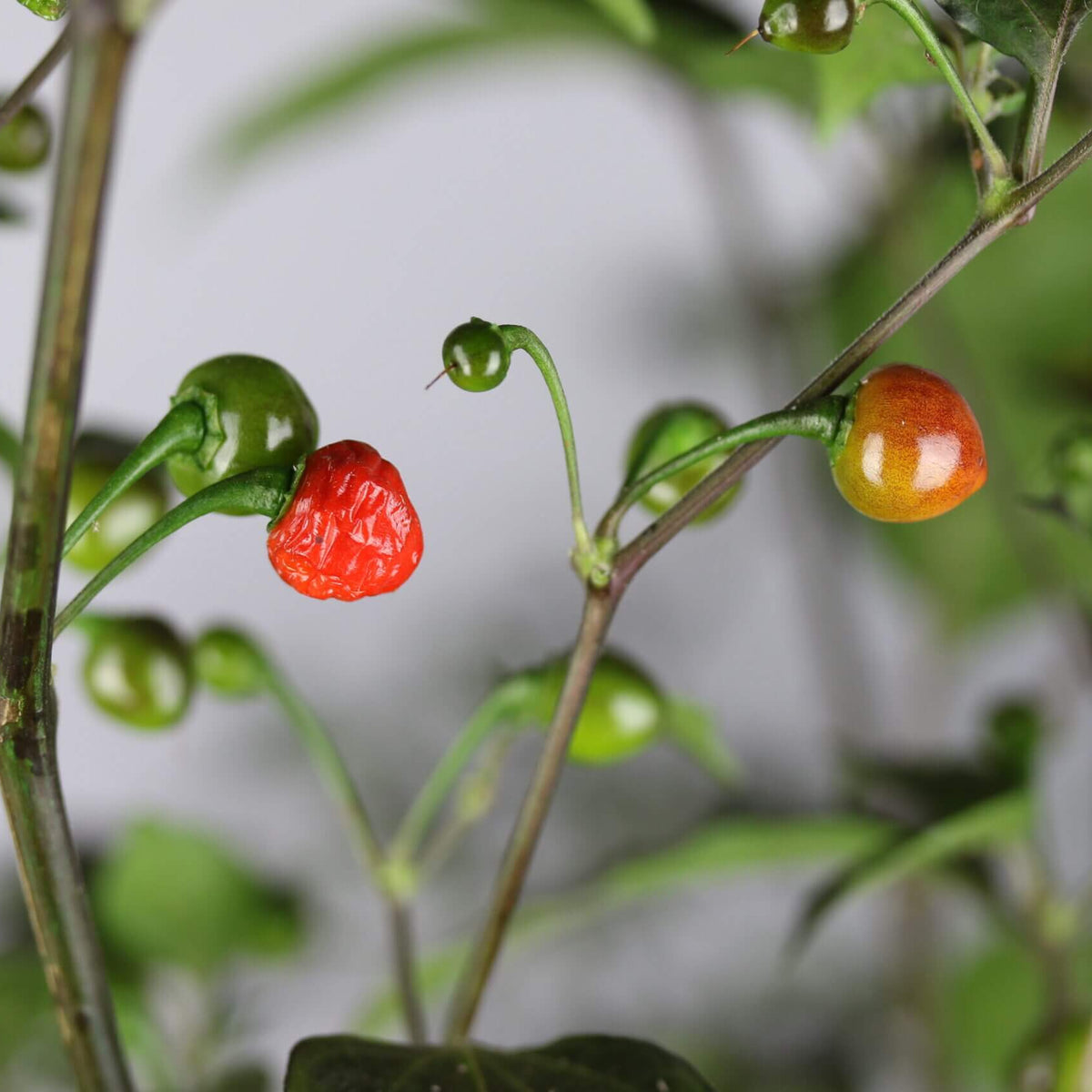 Pepper Seeds – Mata Frade 