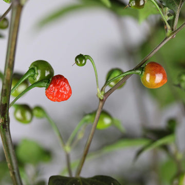 Pepper Seeds – Mata Frade 