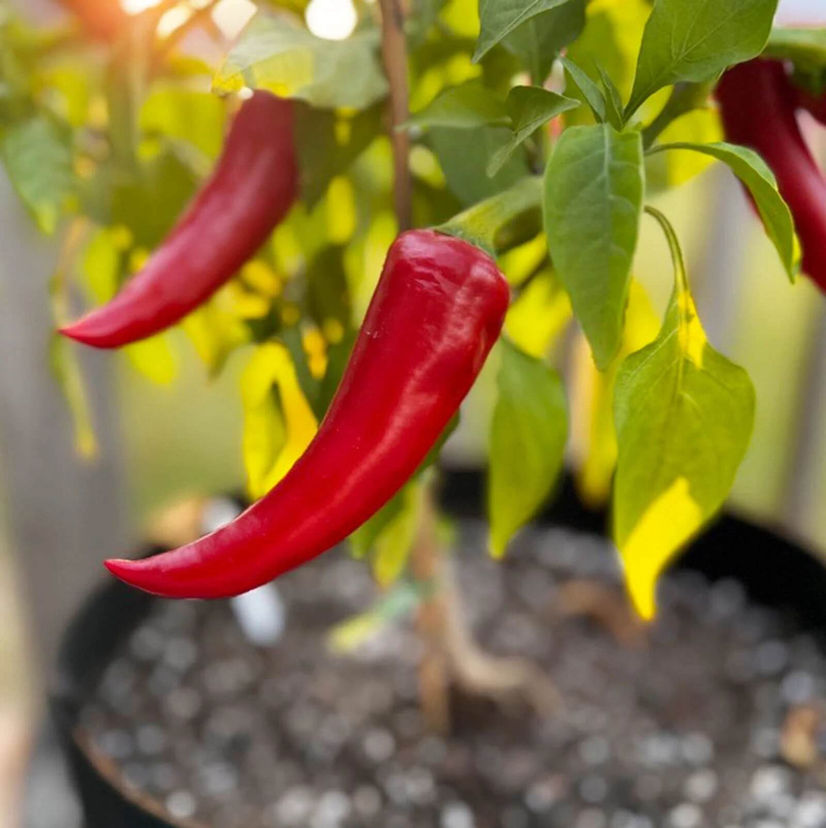 Pepper Seeds – Mirasol