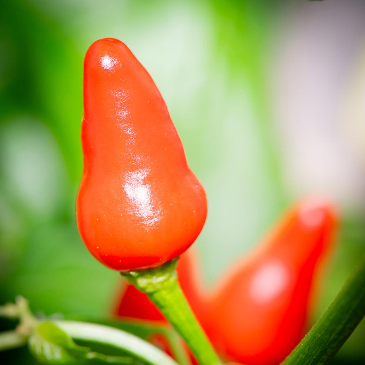 Pepper Seeds – Nipple