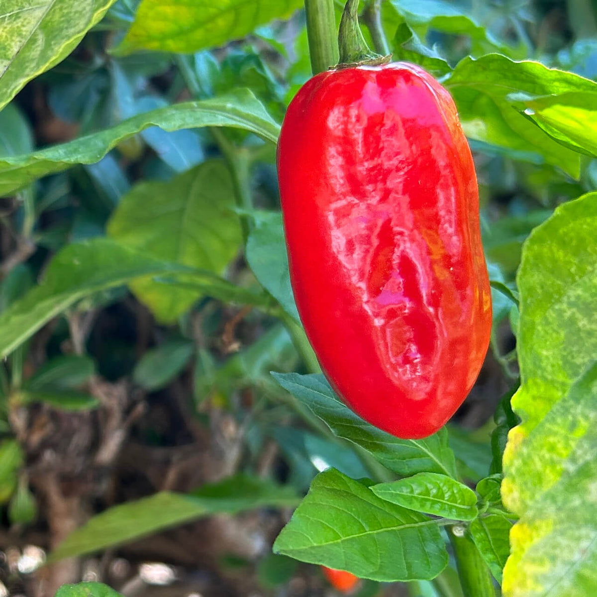 Pepper Seeds – Zavory
