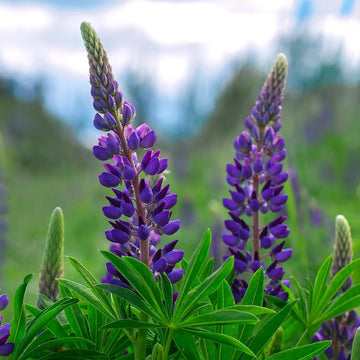 Wildflower Purple Lupine Seeds – Flower Plant
