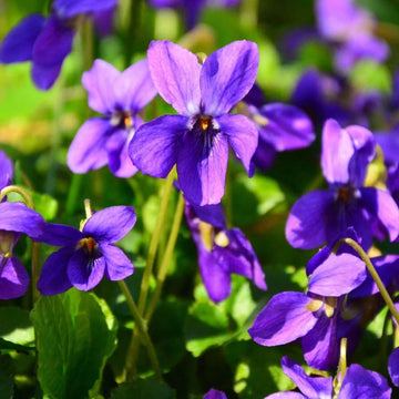 Perennial Violet Seeds