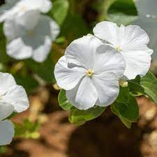 Periwinkle Seeds