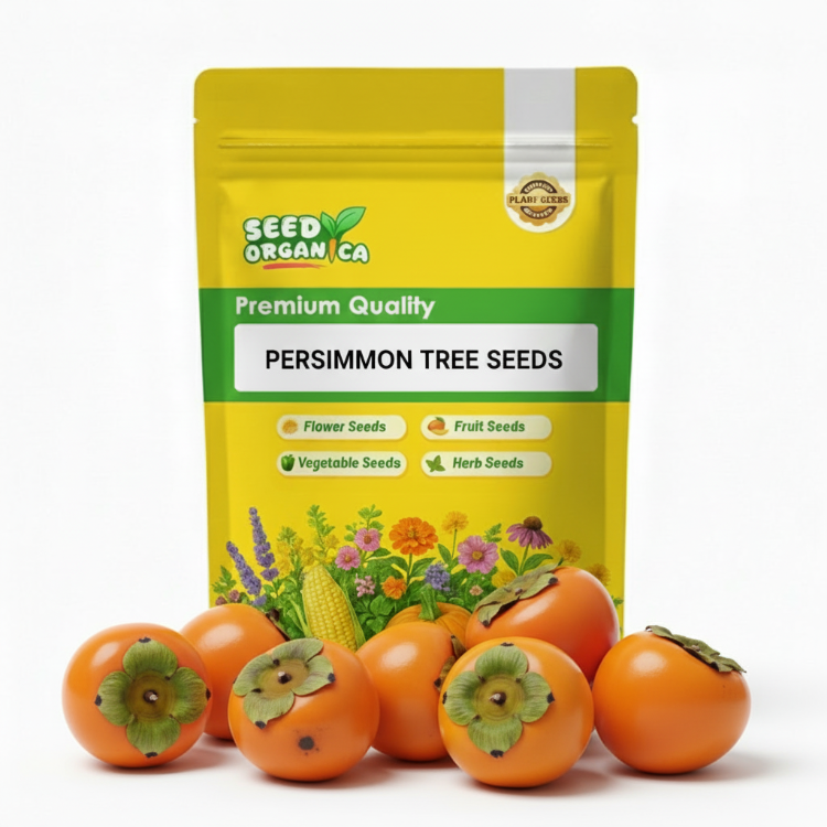 Persimmon Tree Seeds