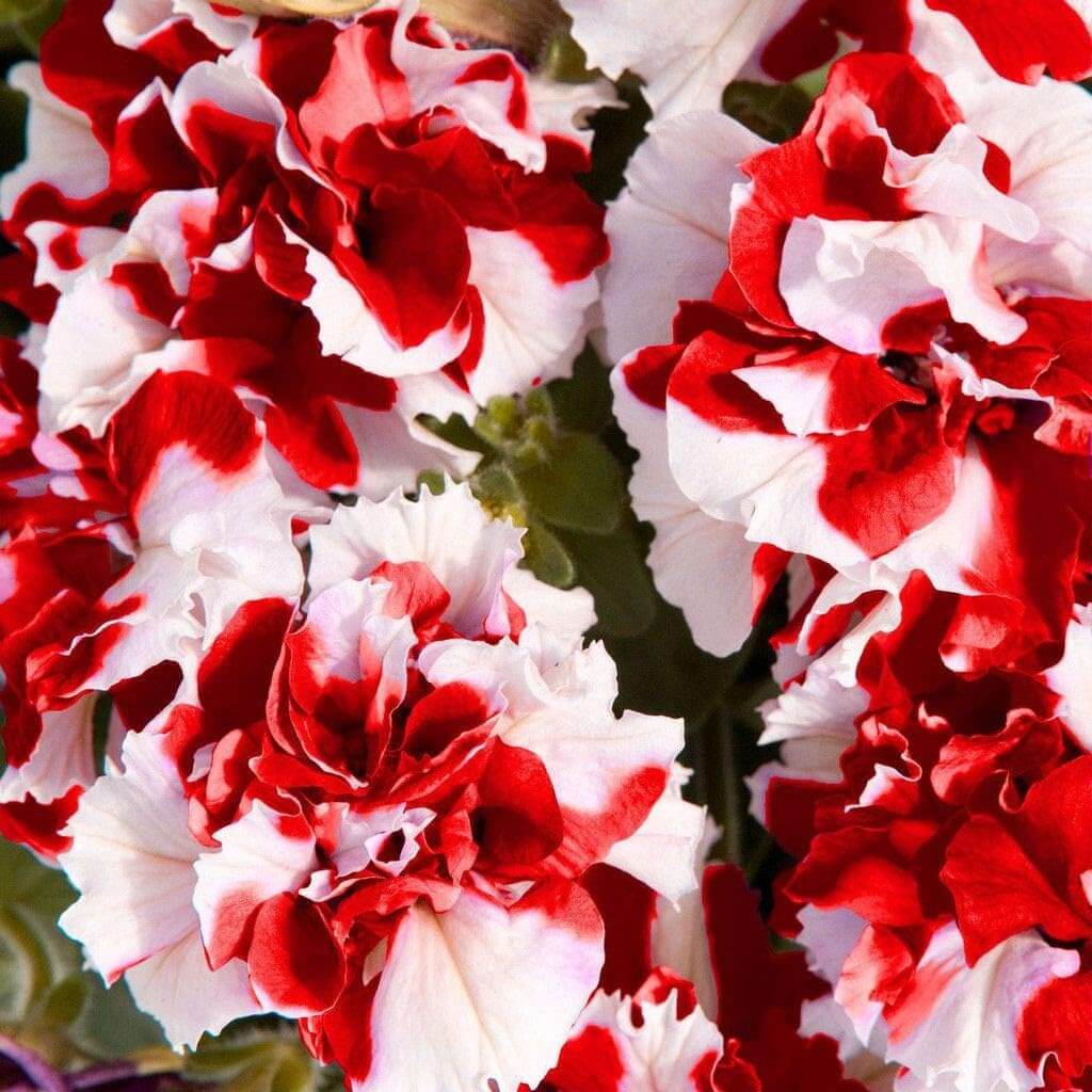 Petunia Seeds – Red White Double