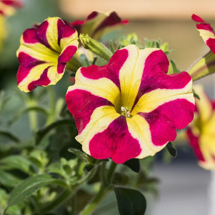 Petunia Seeds – Red & Yellow